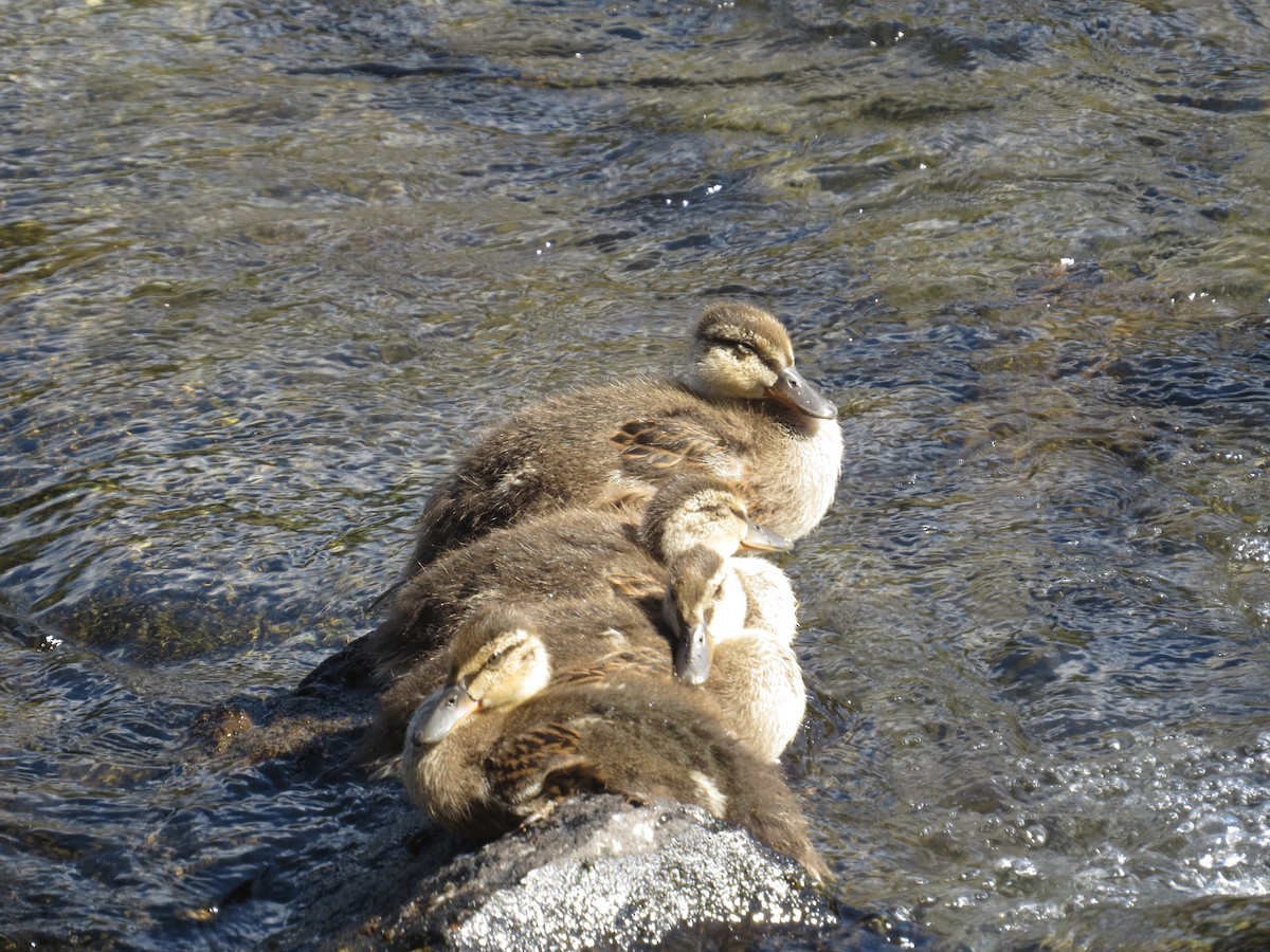 ברכיה - ML640823005