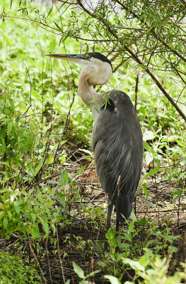 Silberreiher - ML640823006