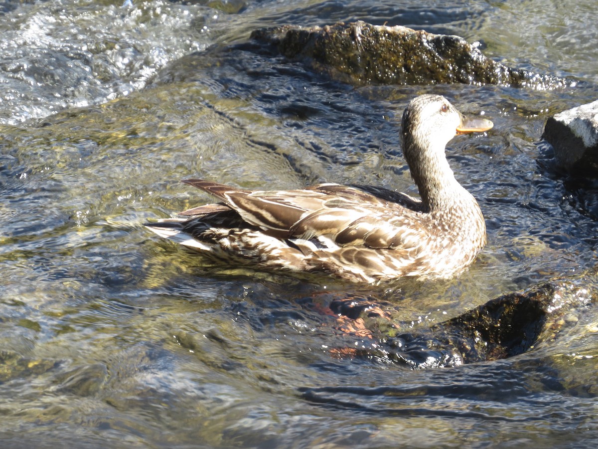 ברכיה - ML640823015