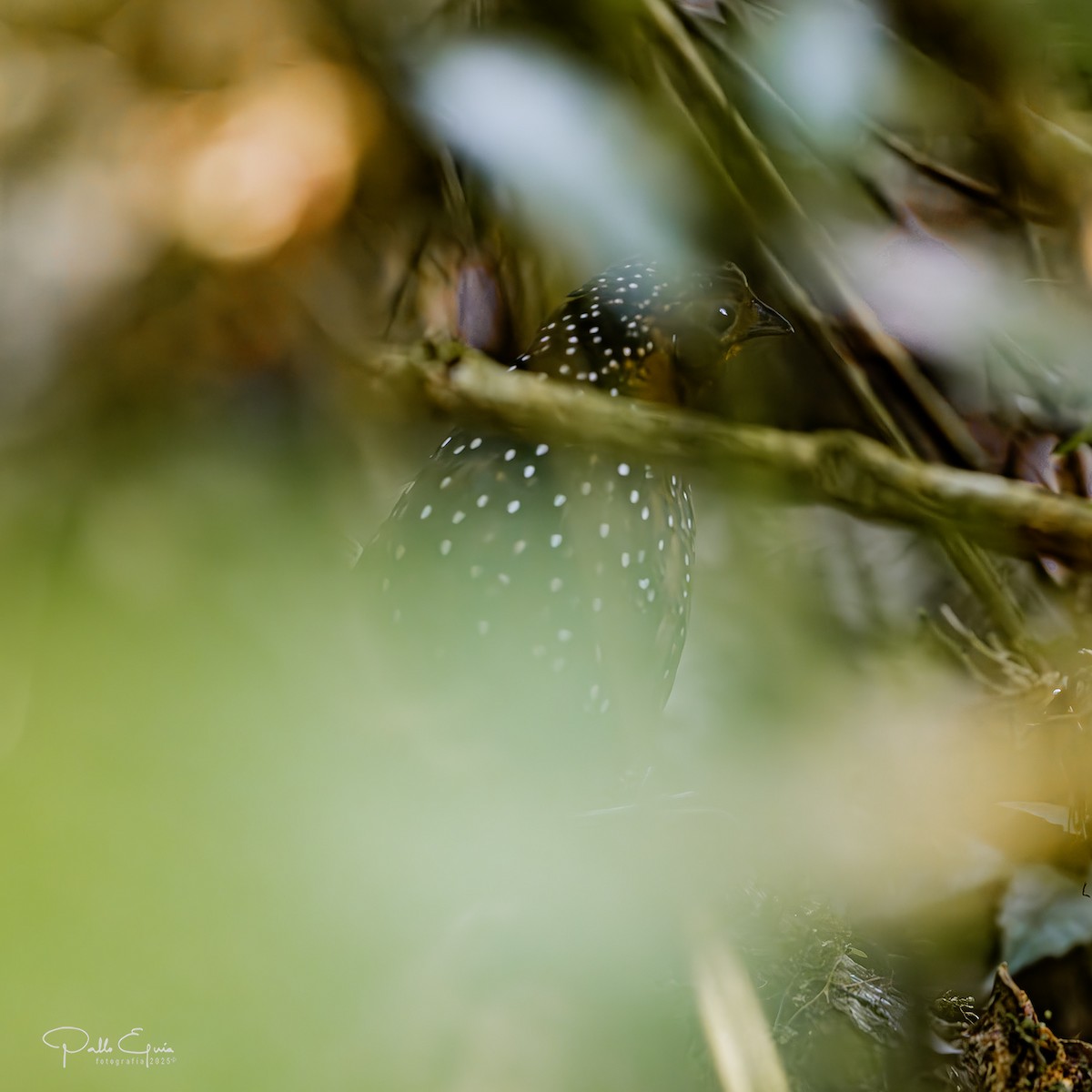 Ocellated Tapaculo - ML640823093