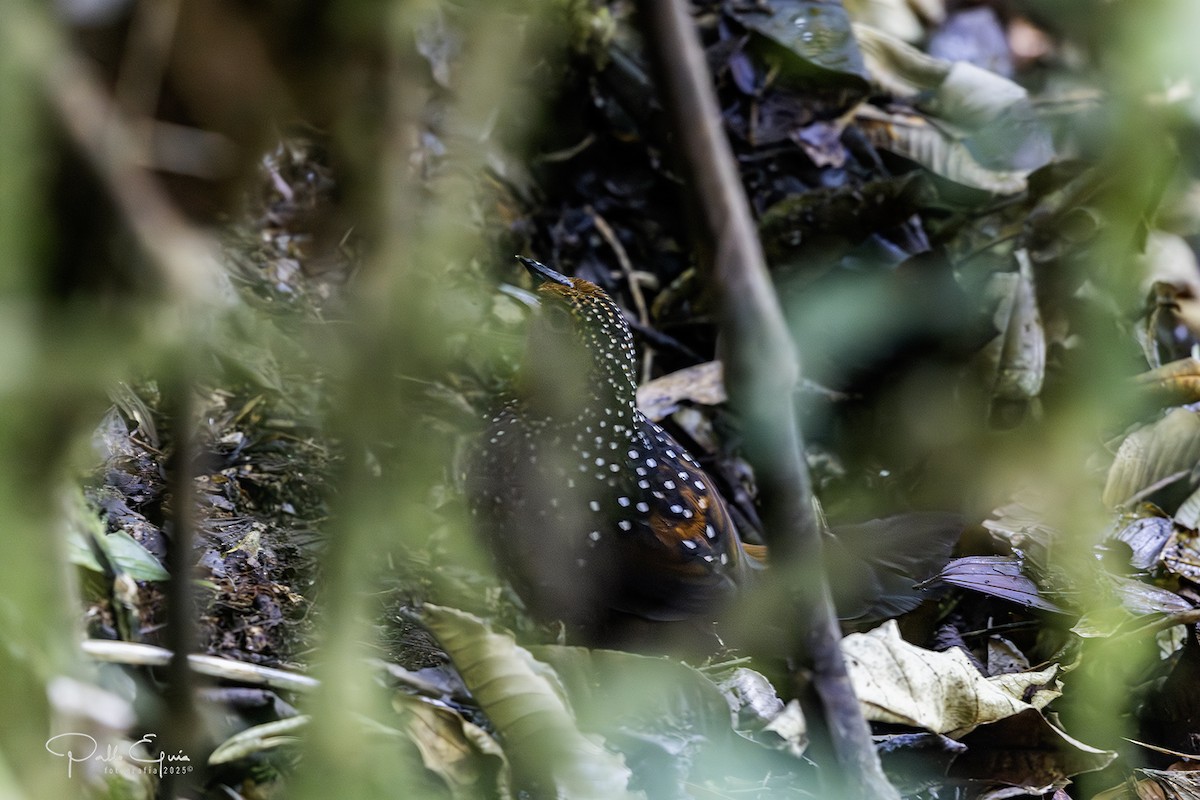 Ocellated Tapaculo - ML640823094
