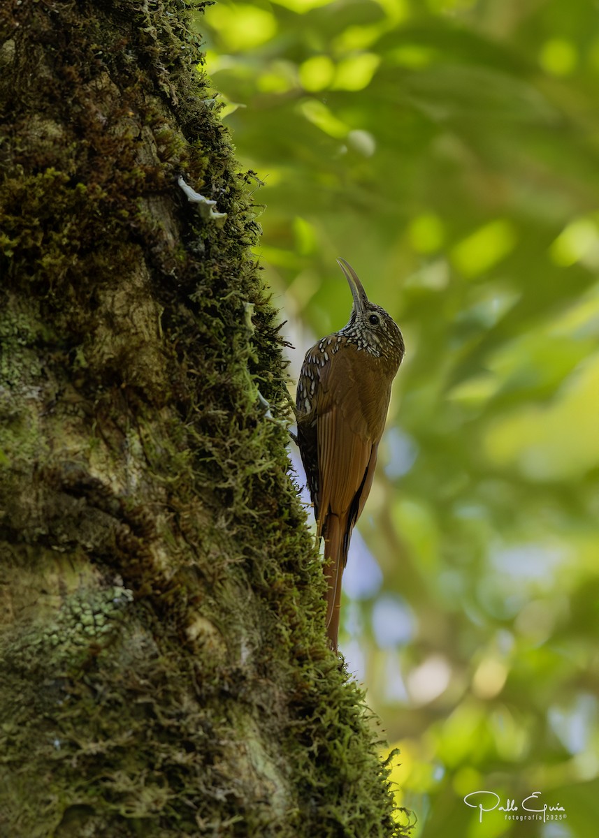 Montane Woodcreeper - ML640823107