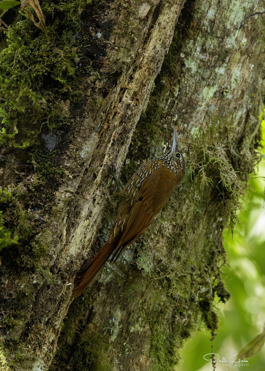 Montane Woodcreeper - ML640823108