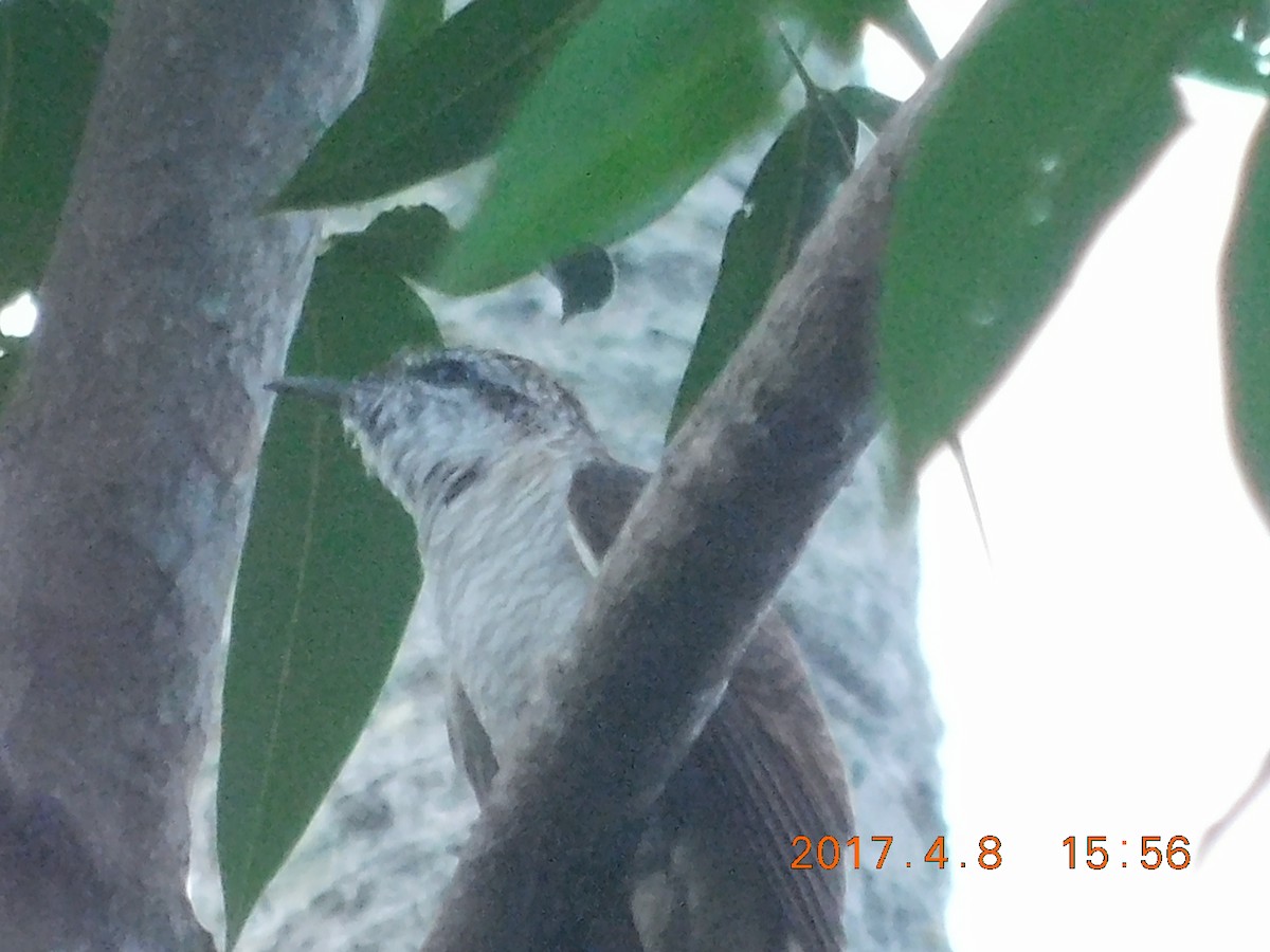 Banded Bay Cuckoo - ML64082311