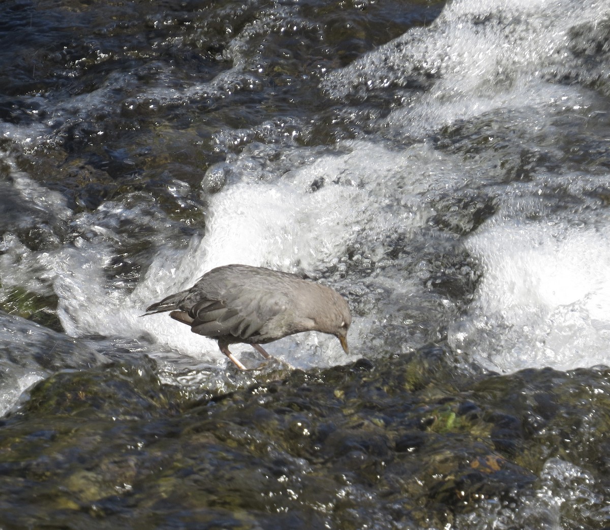 אמודאי אמריקני - ML640823112