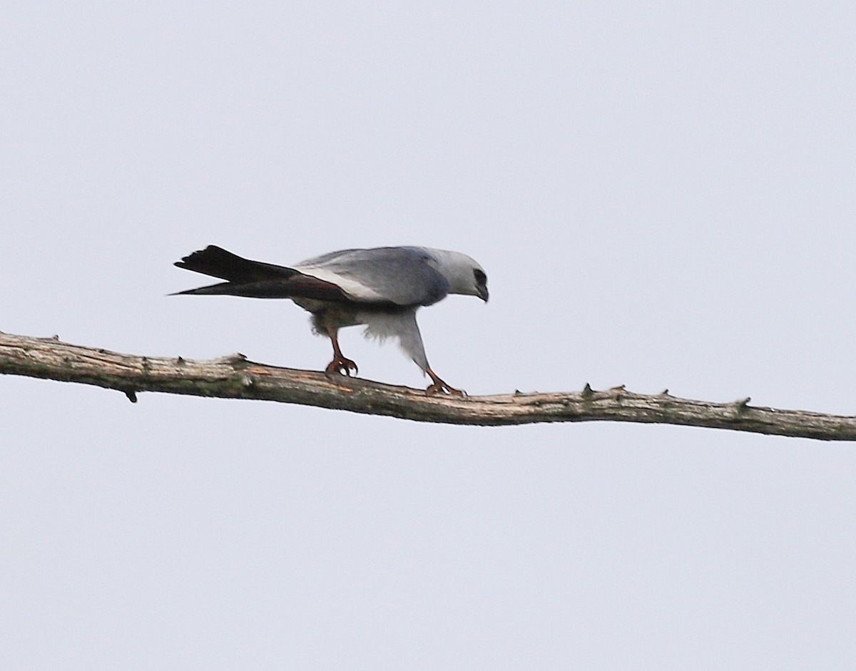 Mississippibussard - ML640823124