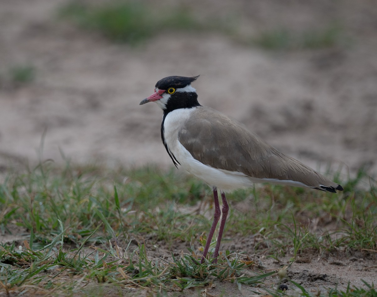 čejka černohlavá - ML640823129