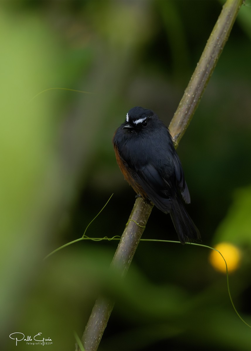 Chestnut-bellied Chat-Tyrant - ML640823161