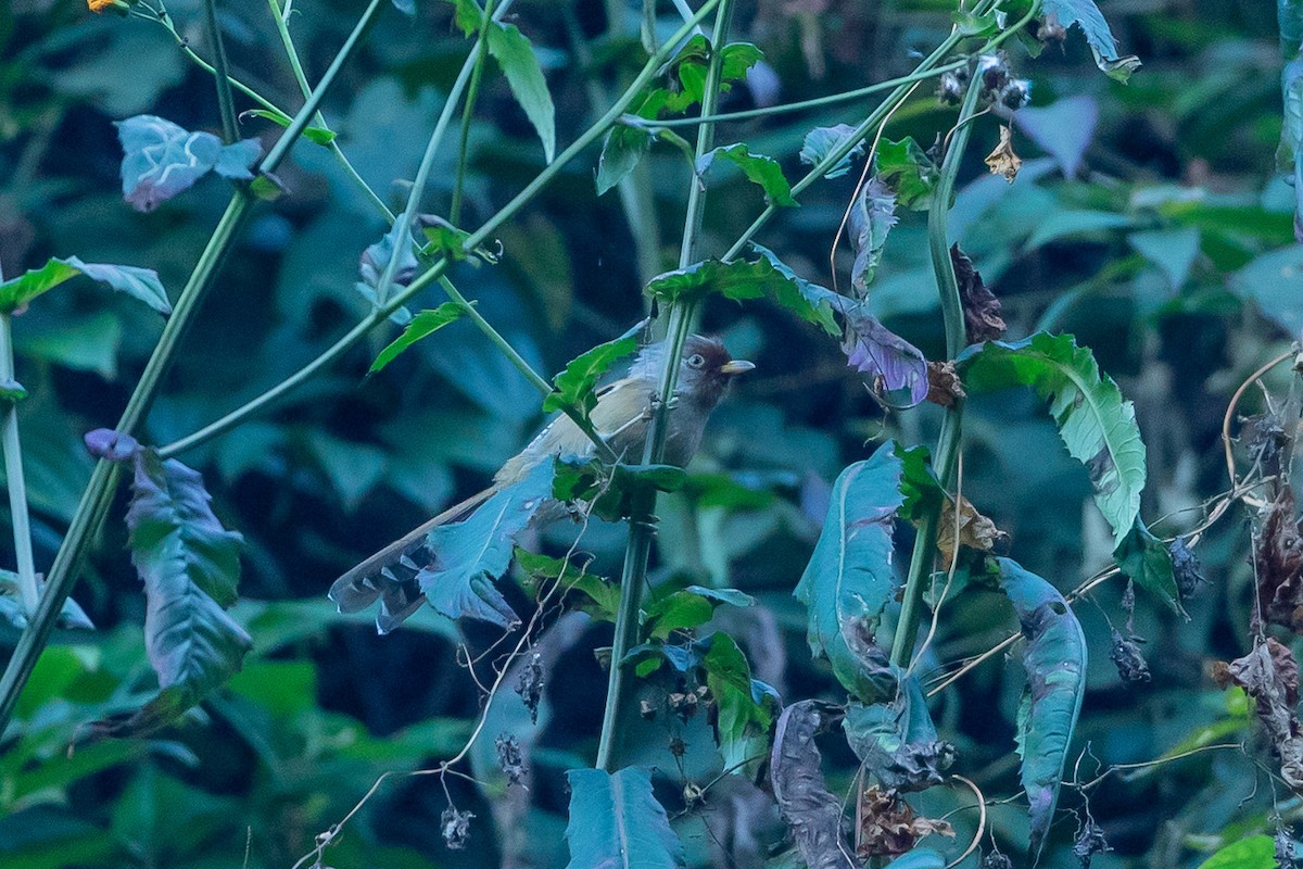 Rusty-fronted Barwing - ML640823180
