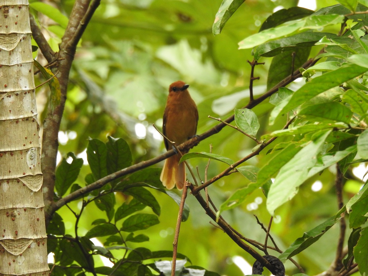 Cinnamon Attila - ML640823182