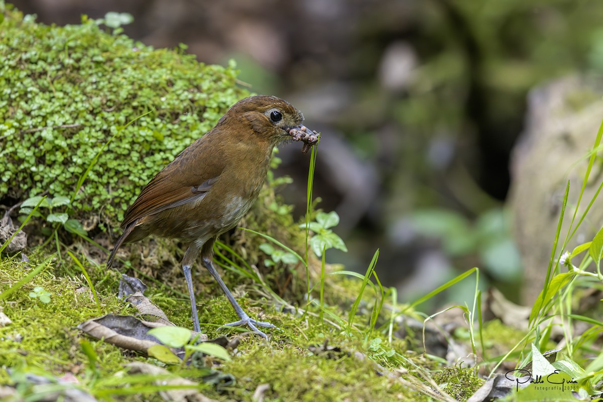 Brown-banded Antpitta - ML640823194