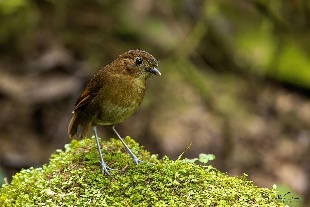 Brown-banded Antpitta - ML640823195