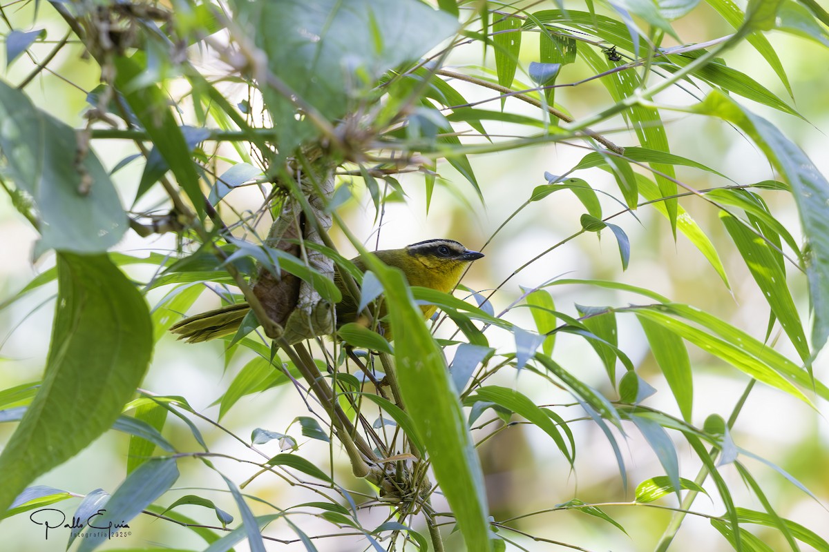 Black-capped Hemispingus - ML640823207