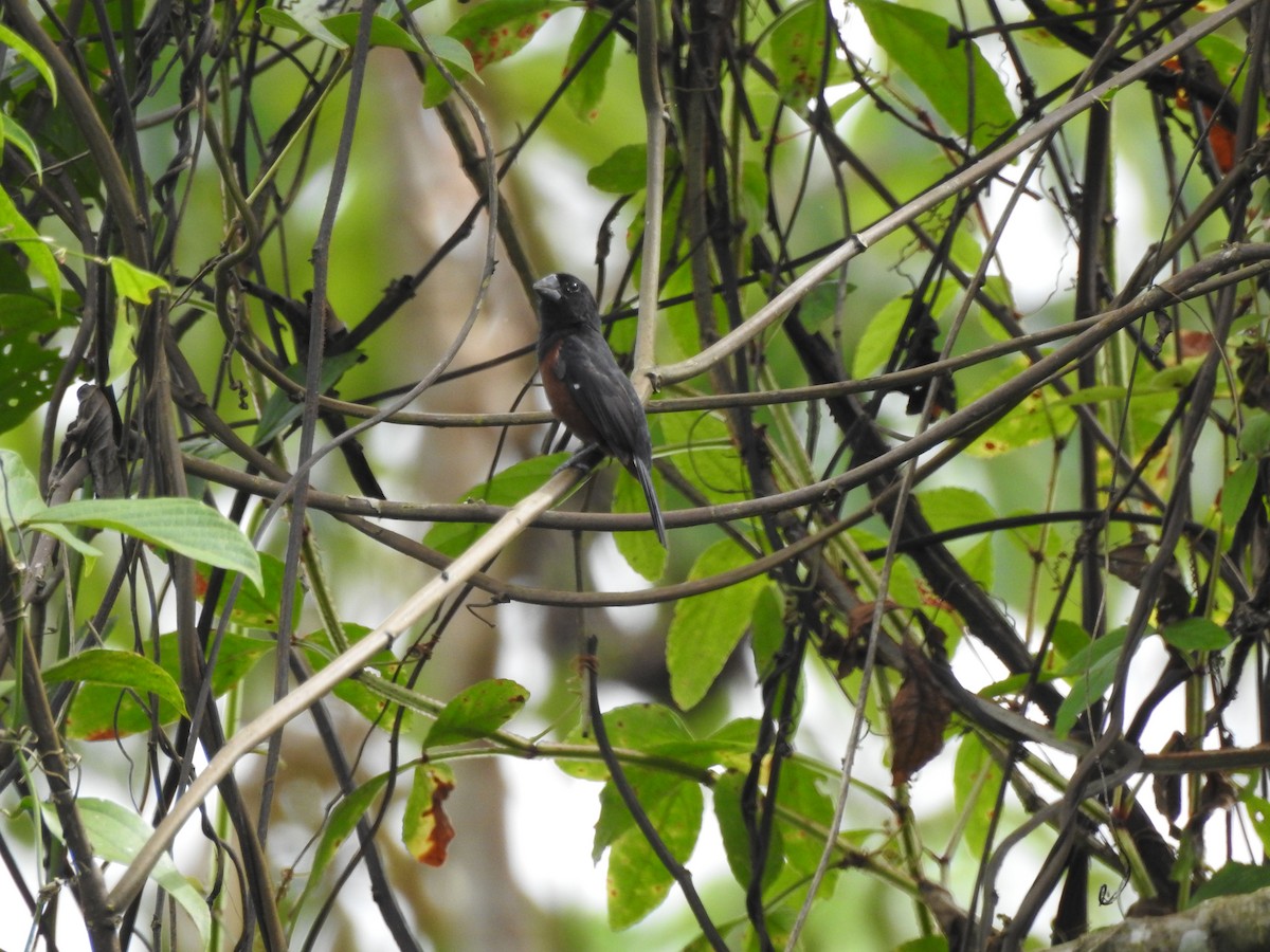 Chestnut-bellied Seed-Finch - ML640823215