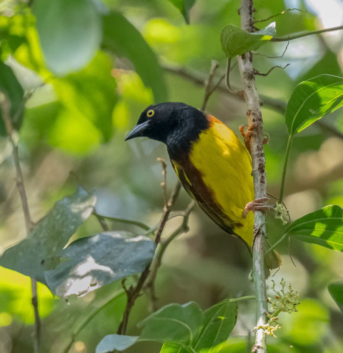 Weyns's Weaver - ML640823218