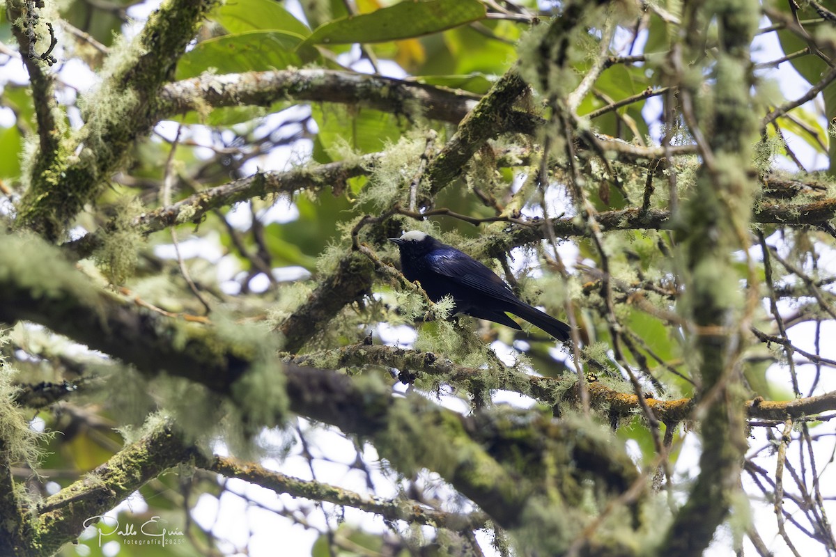 Capped Conebill - ML640823223