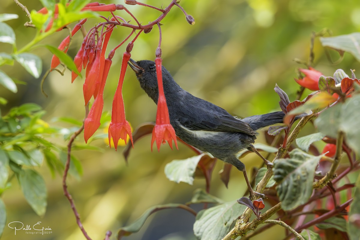 White-sided Flowerpiercer - ML640823244