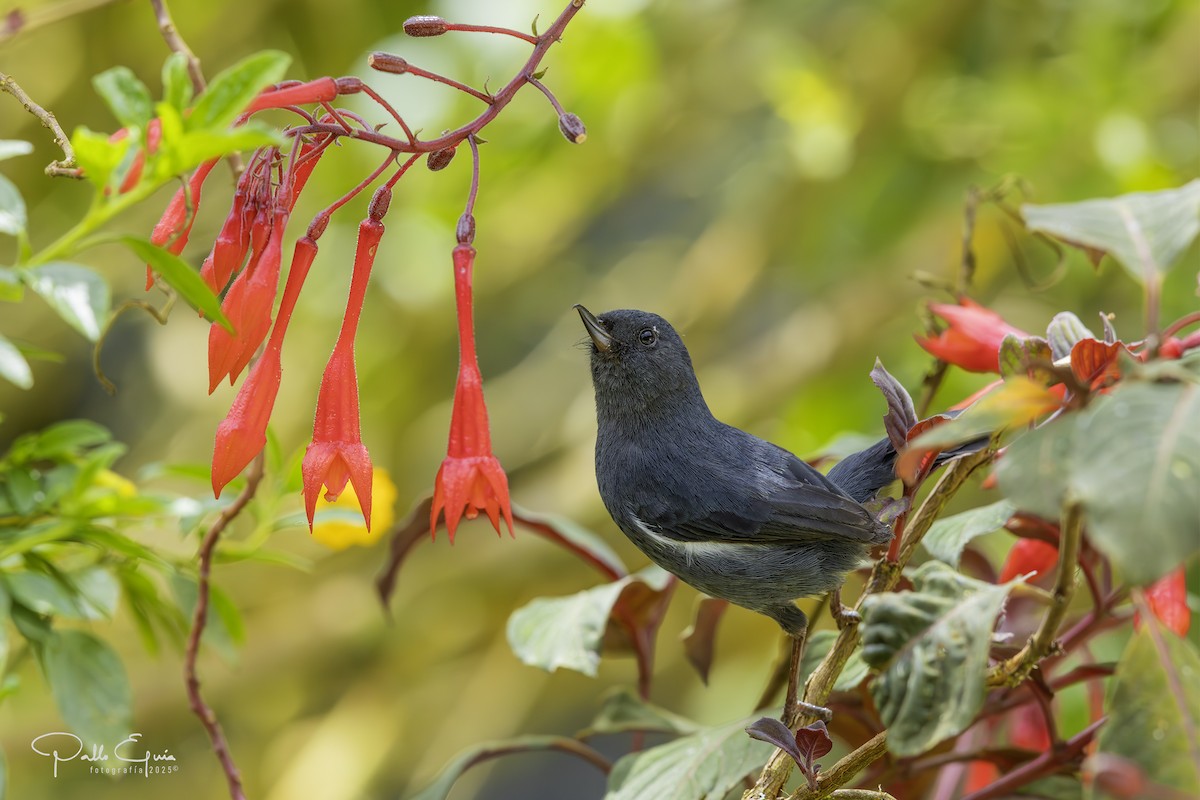 White-sided Flowerpiercer - ML640823245