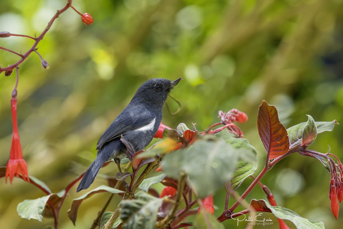White-sided Flowerpiercer - ML640823246