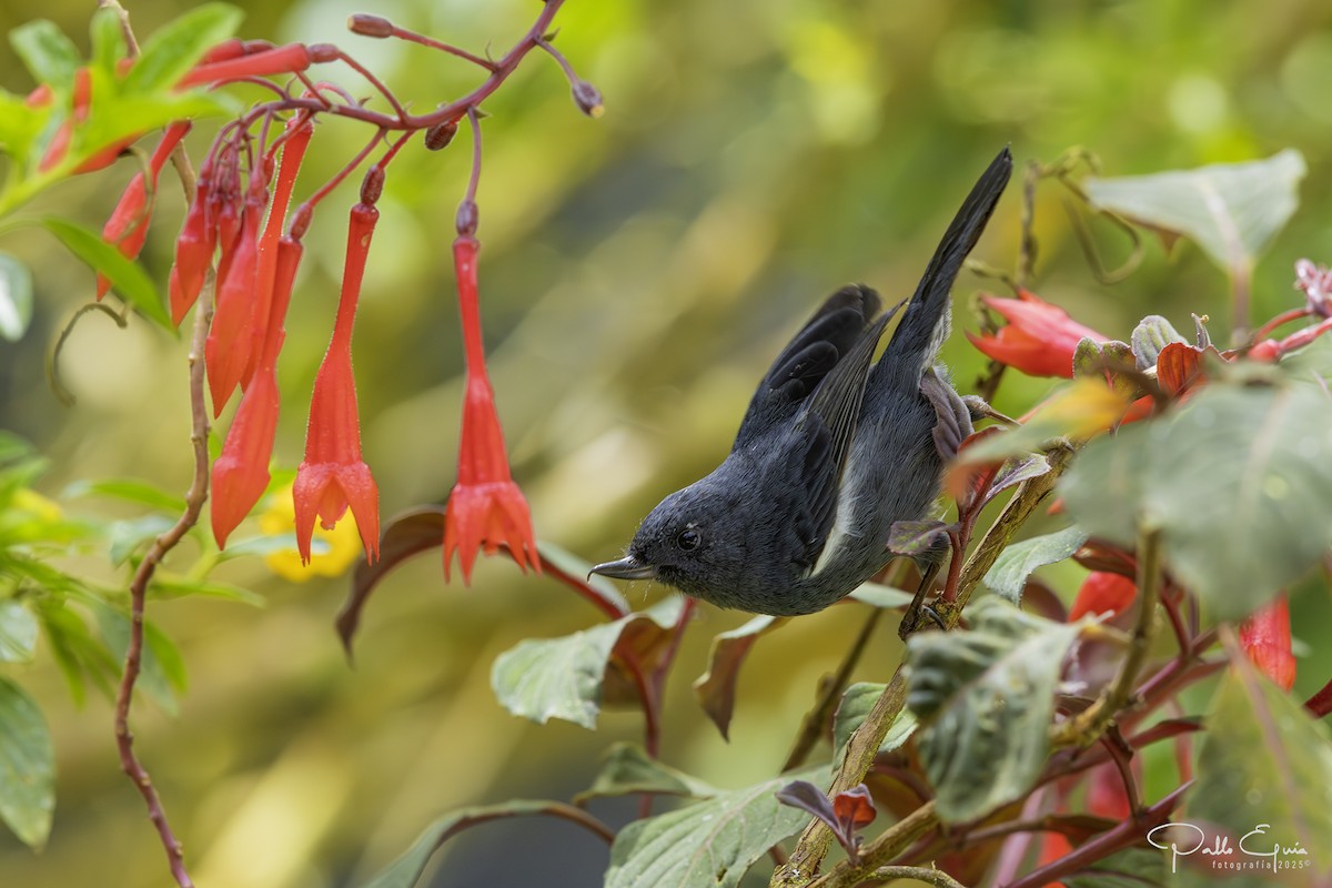 White-sided Flowerpiercer - ML640823247