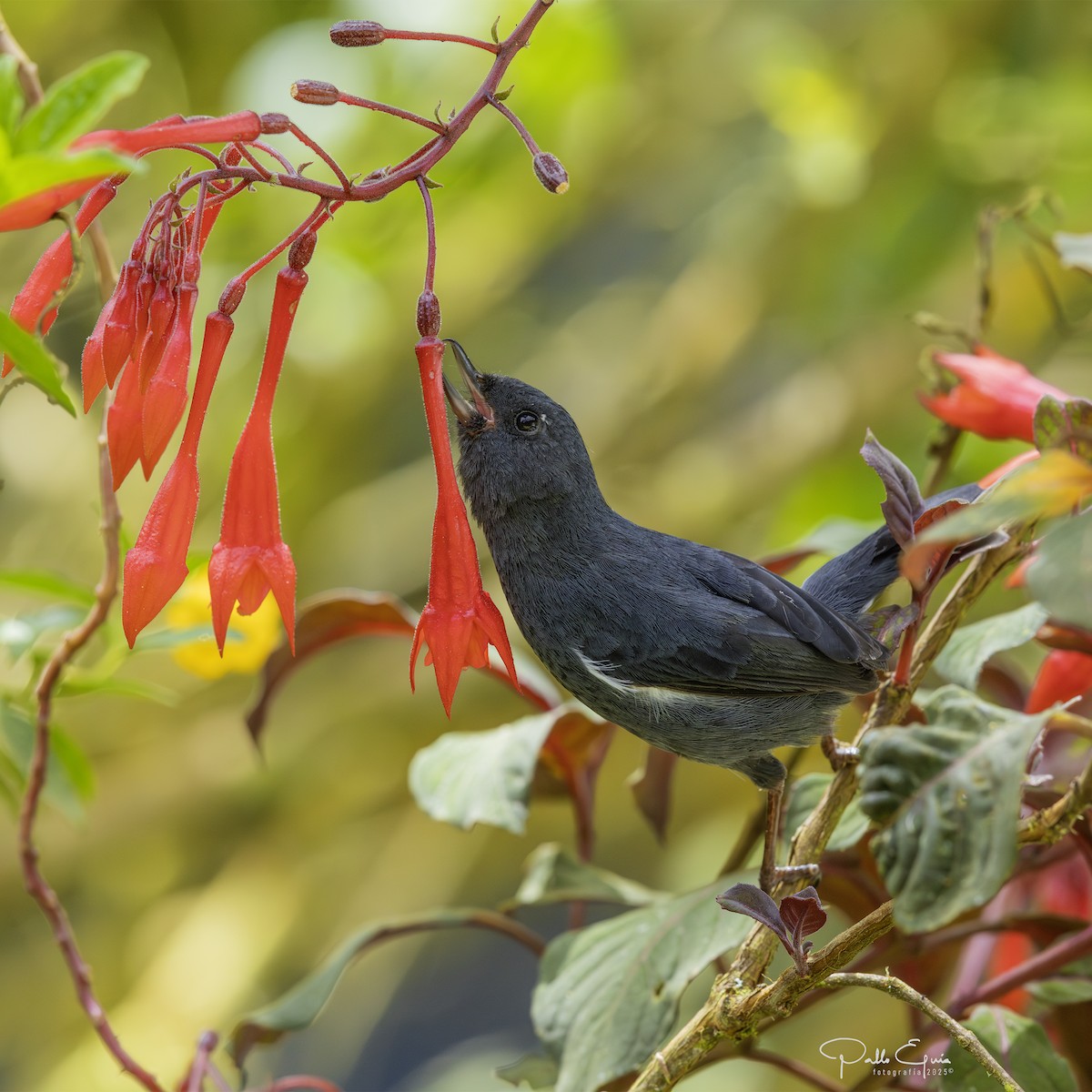White-sided Flowerpiercer - ML640823248