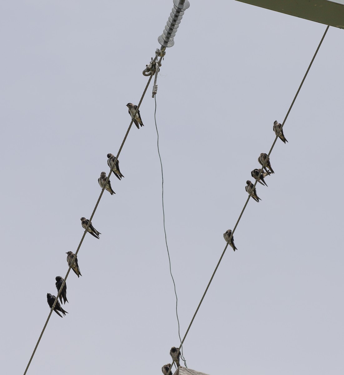 Purpurschwalbe - ML640823276