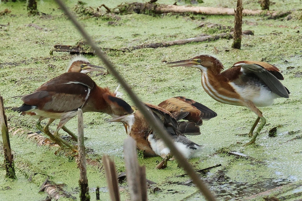 Least Bittern - ML640823286