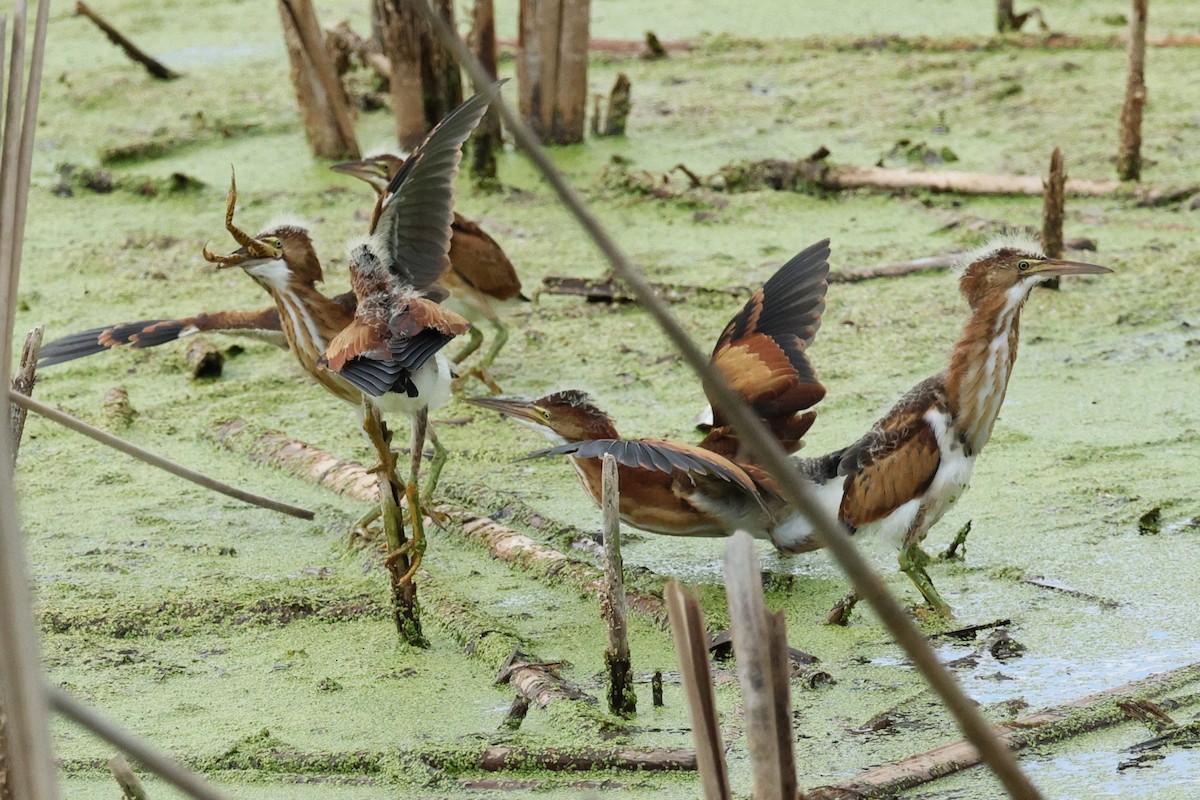 Least Bittern - ML640823287