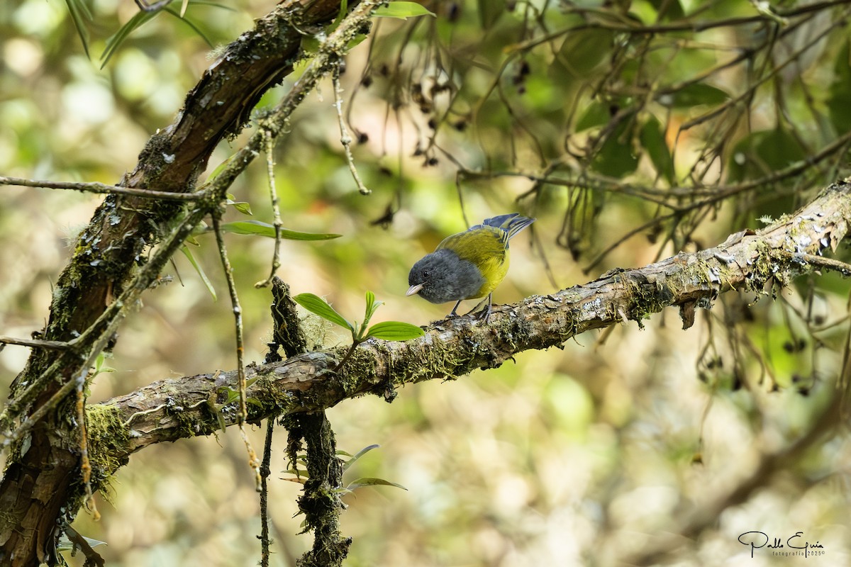 Gray-hooded Bush Tanager - ML640823289