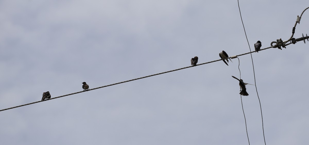 Purpurschwalbe - ML640823304