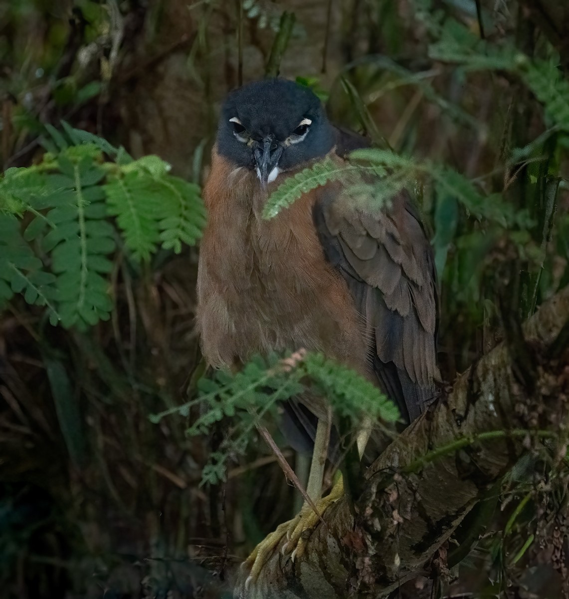 kvakoš africký - ML640823343