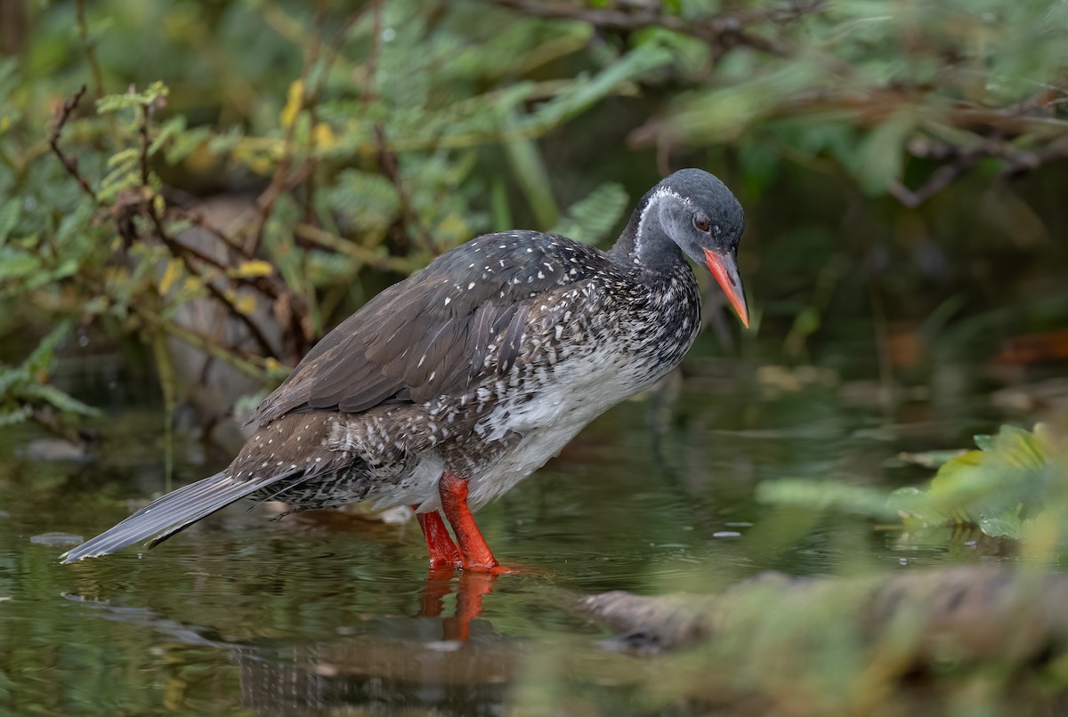 chřástalec africký - ML640823367