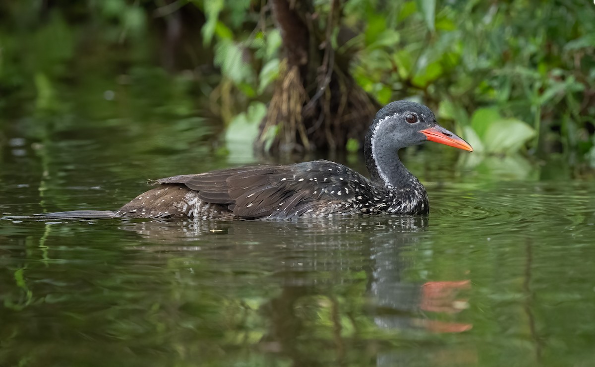 chřástalec africký - ML640823368