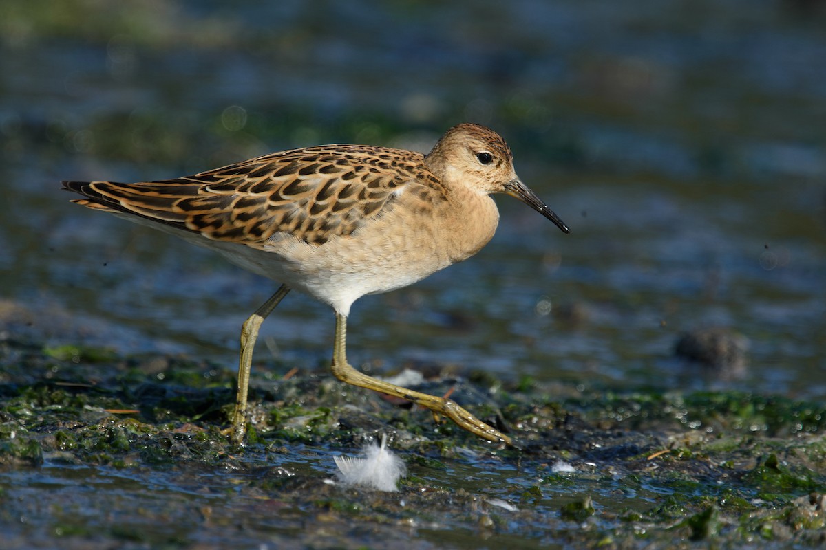 Ноцоо элсэг - ML640823382