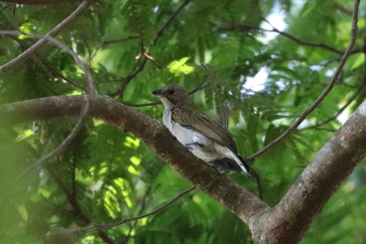 Lesser Honeyguide - ML640823383