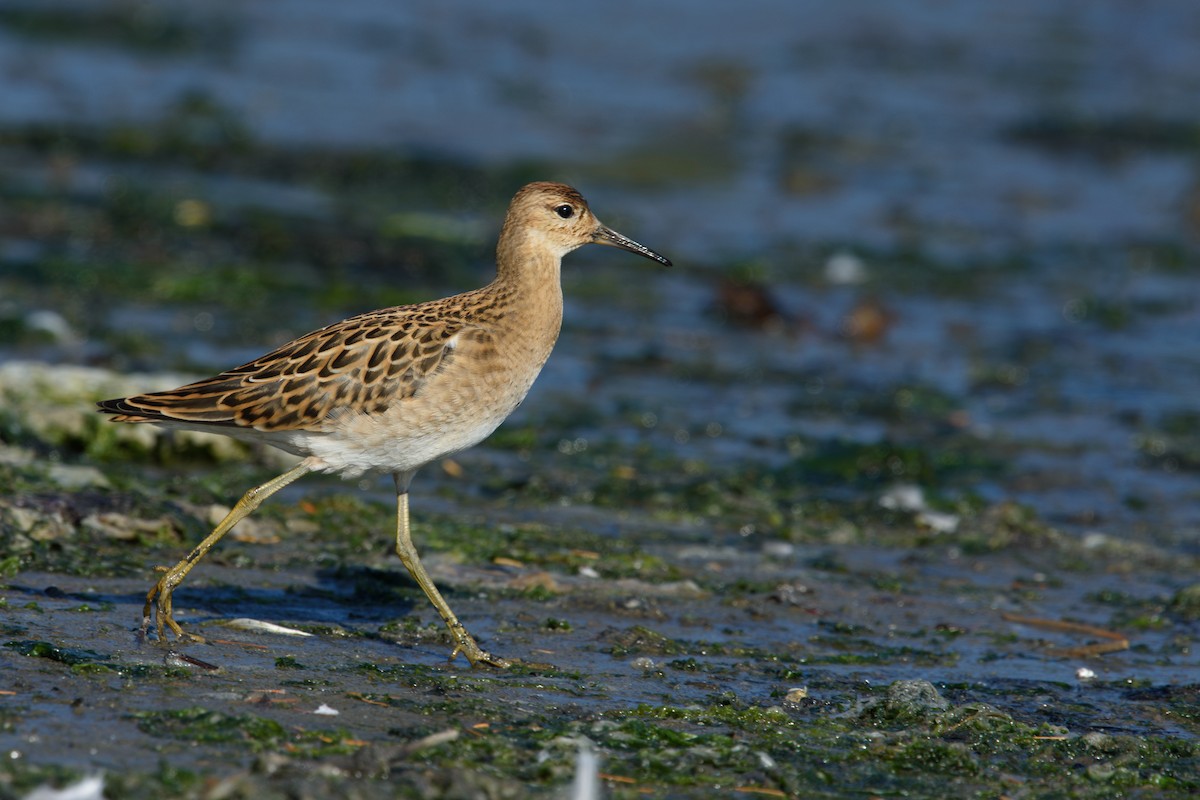 Ноцоо элсэг - ML640823396