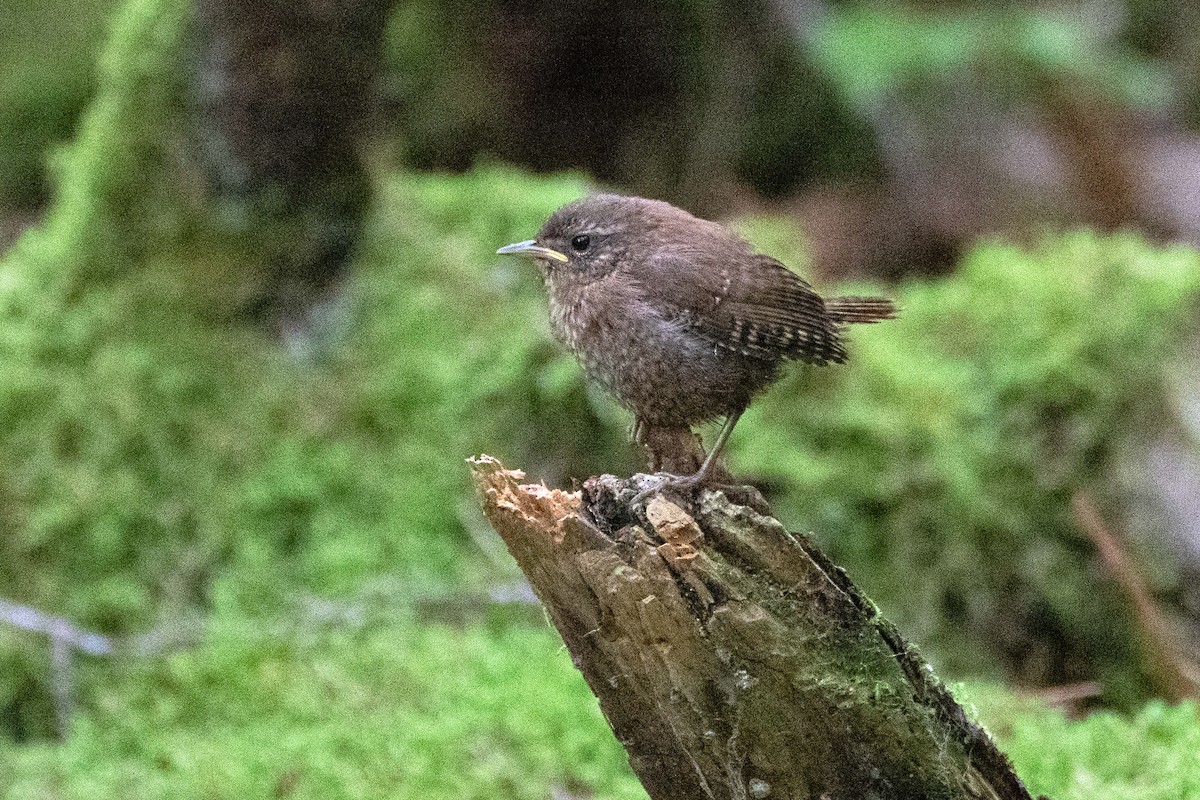 Winter Wren - ML640823401