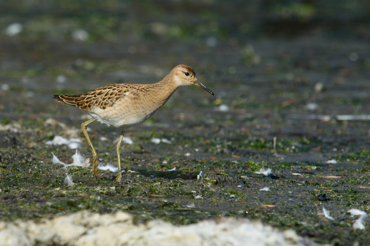 Ноцоо элсэг - ML640823406