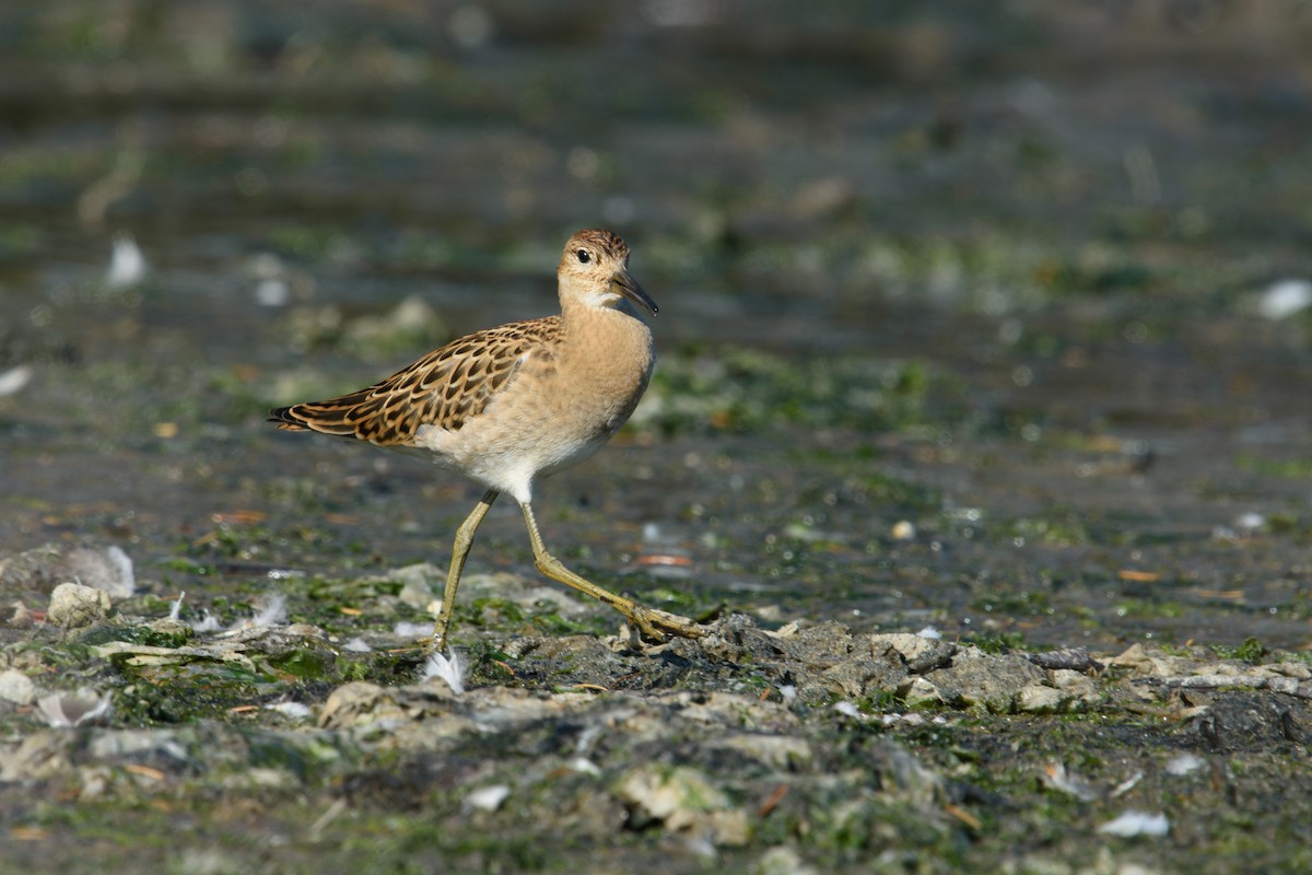 Ноцоо элсэг - ML640823418