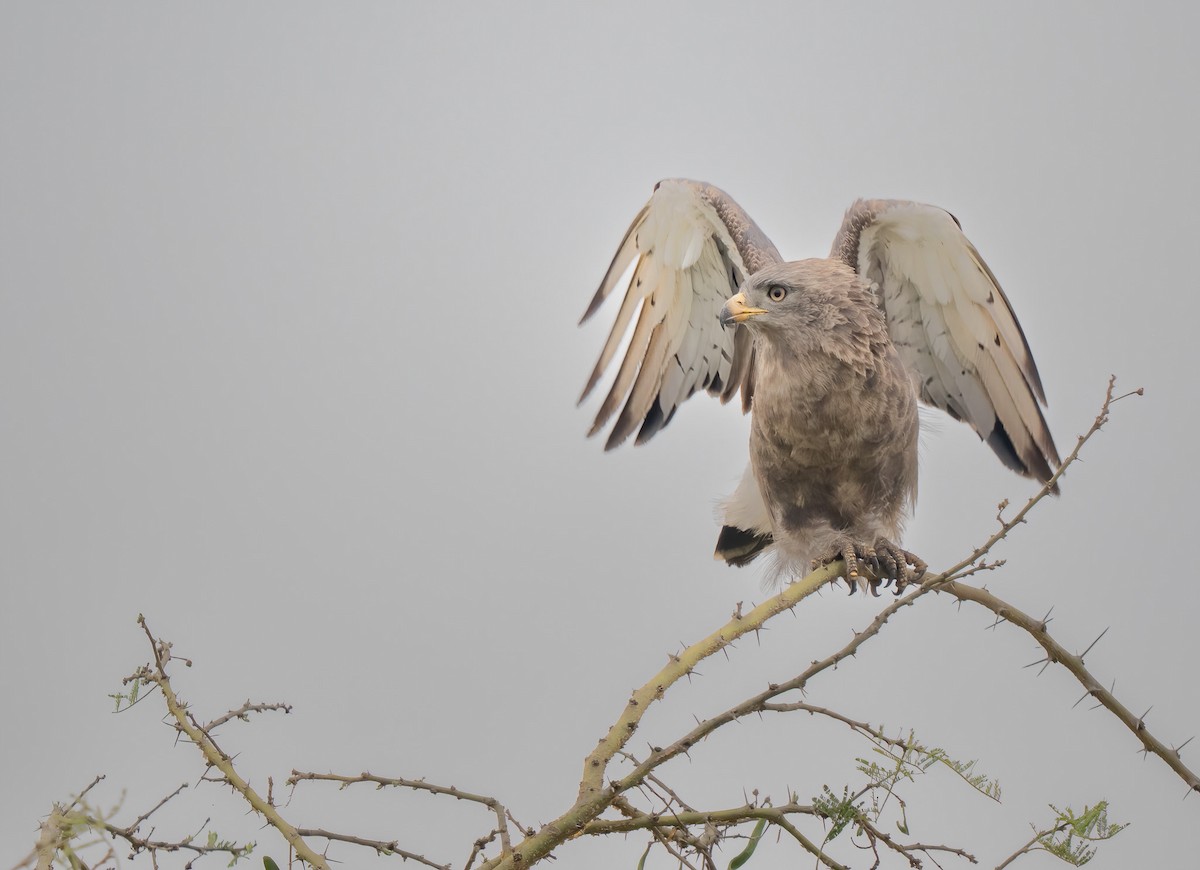 Western Banded Snake-Eagle - ML640823450