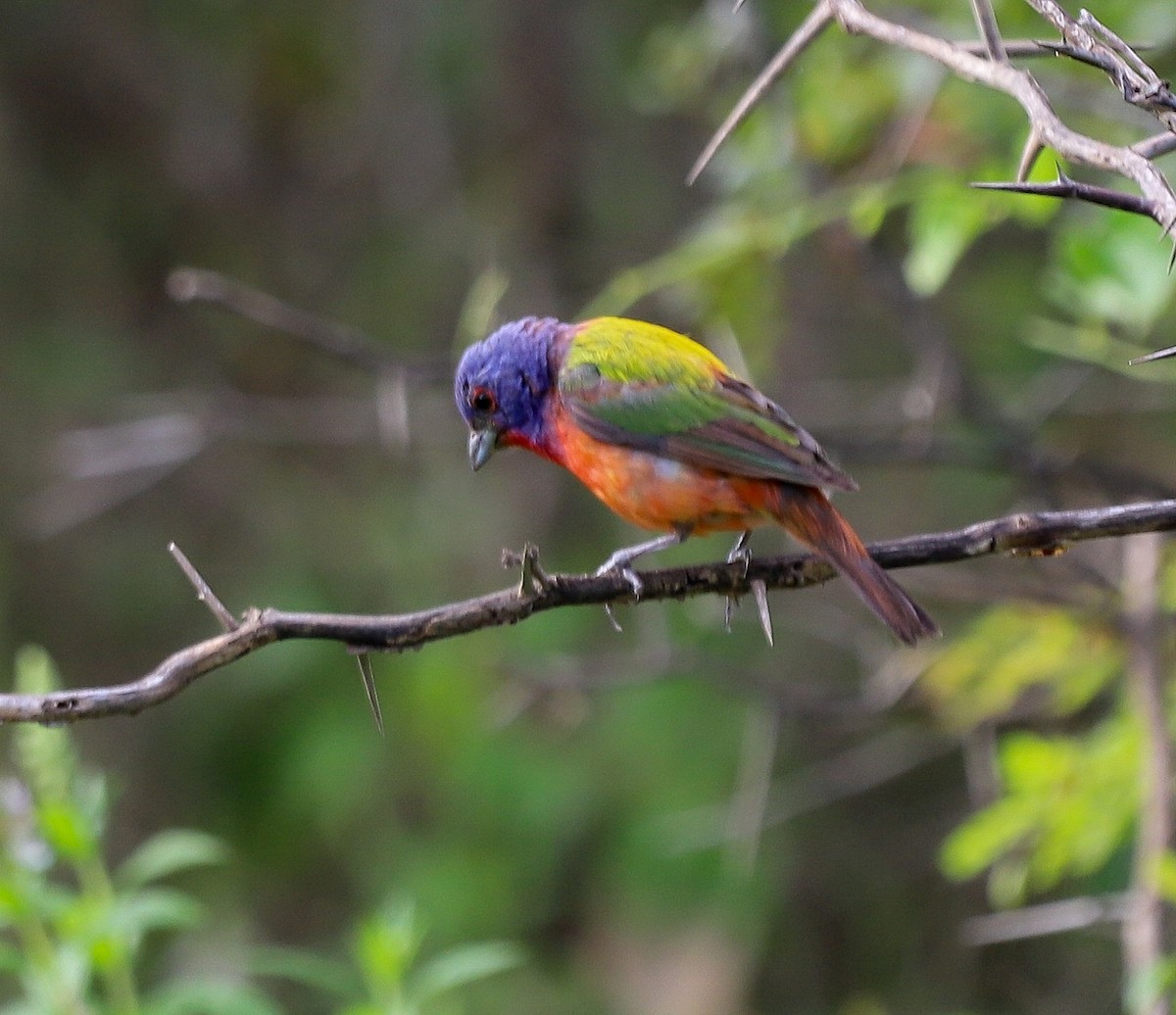 Papstfink - ML640823462