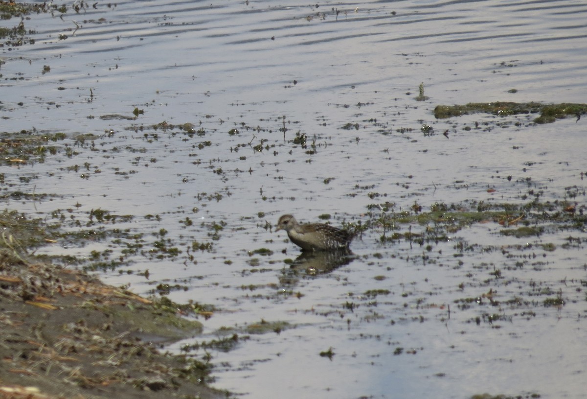 ברודית אמריקנית - ML640823477