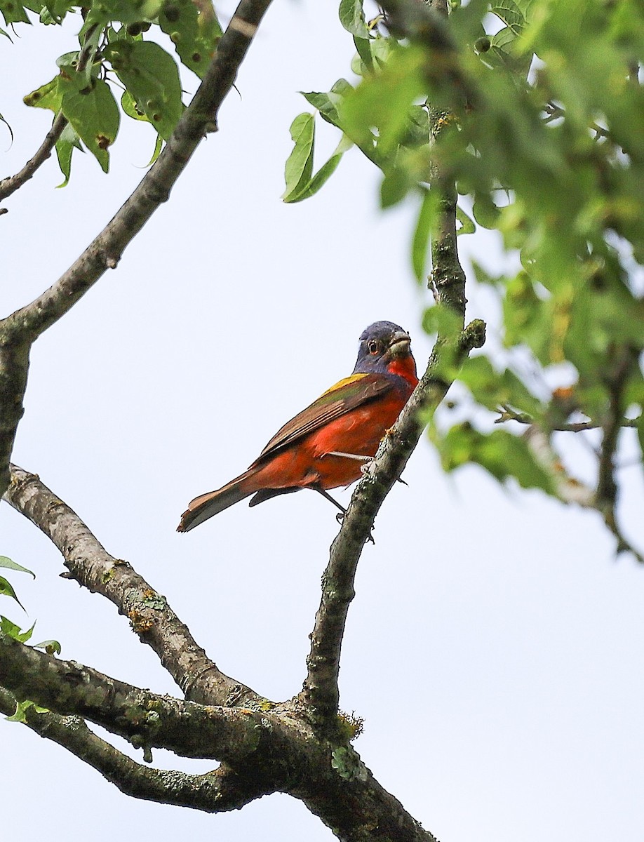 Papstfink - ML640823485