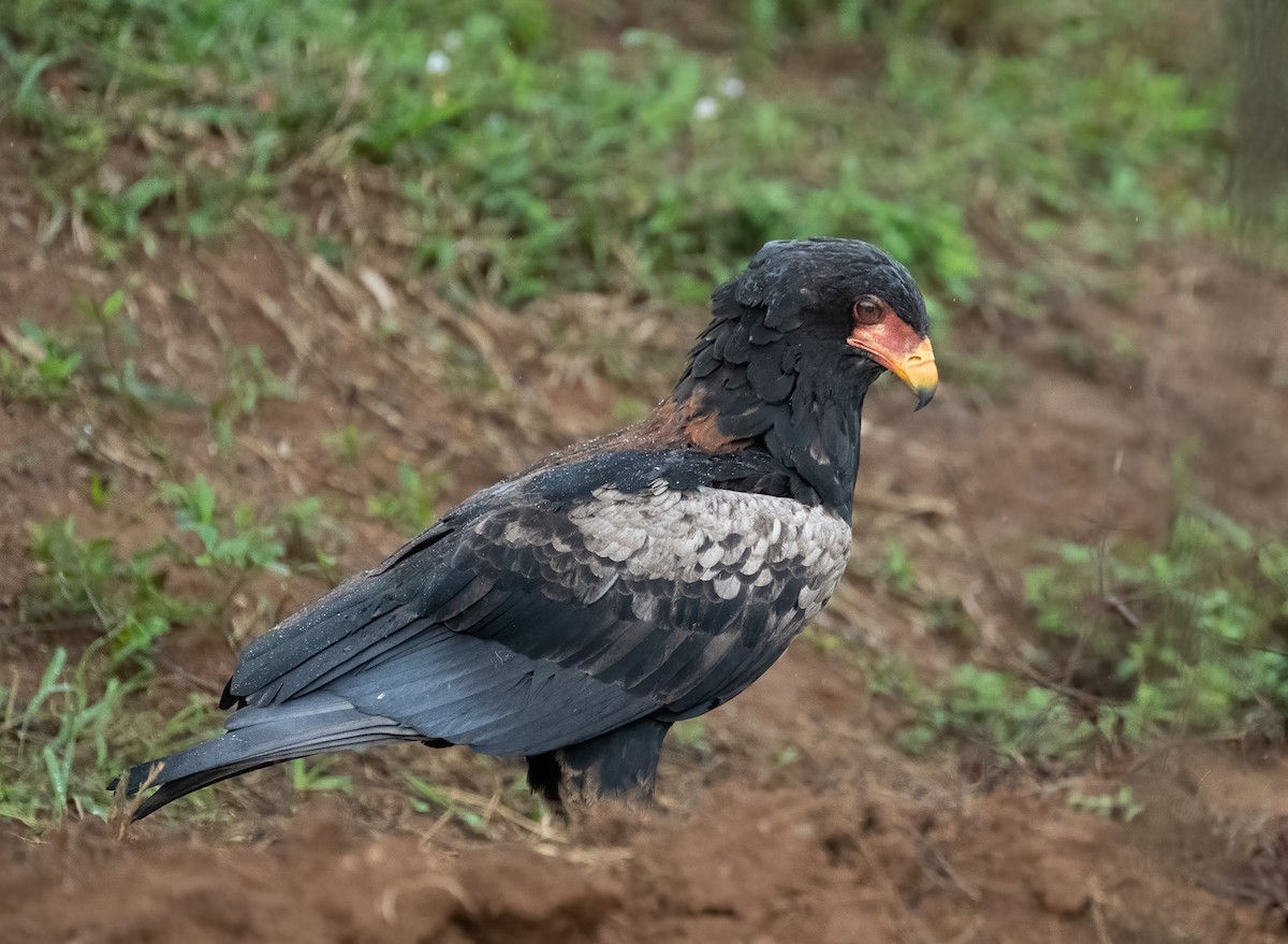 orlík kejklíř - ML640823511