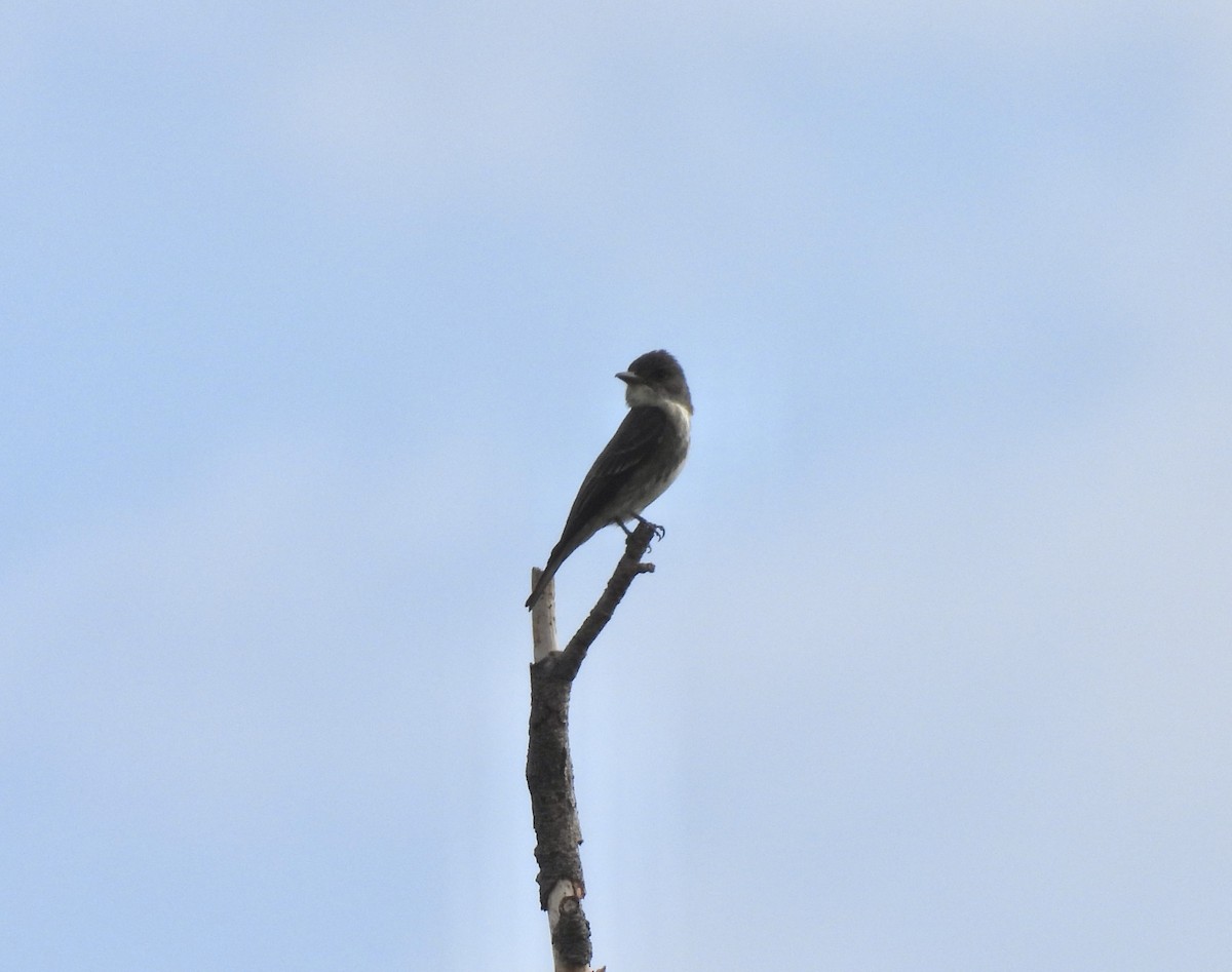 Olive-sided Flycatcher - ML640823553