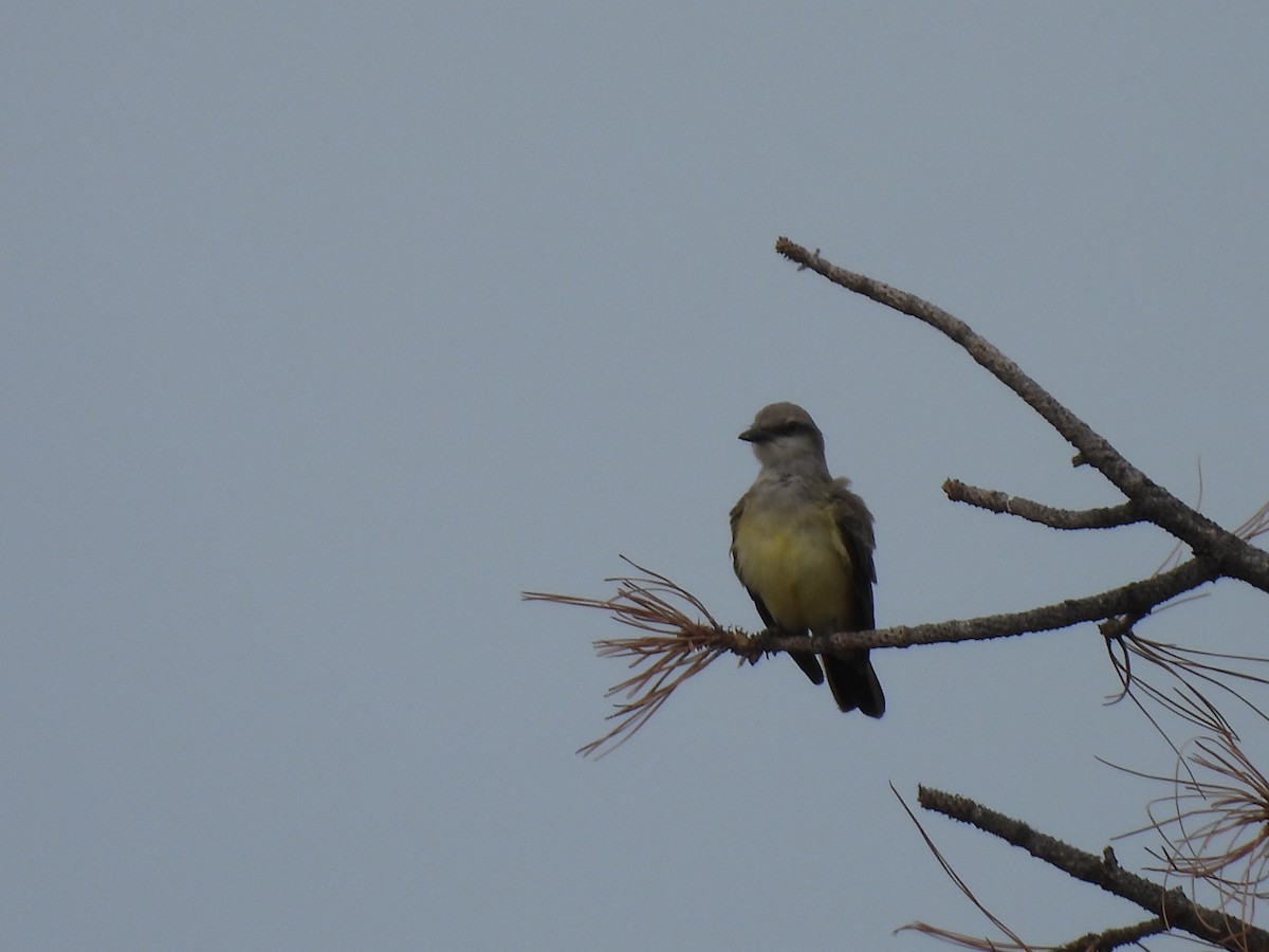 Western Kingbird - ML640823568