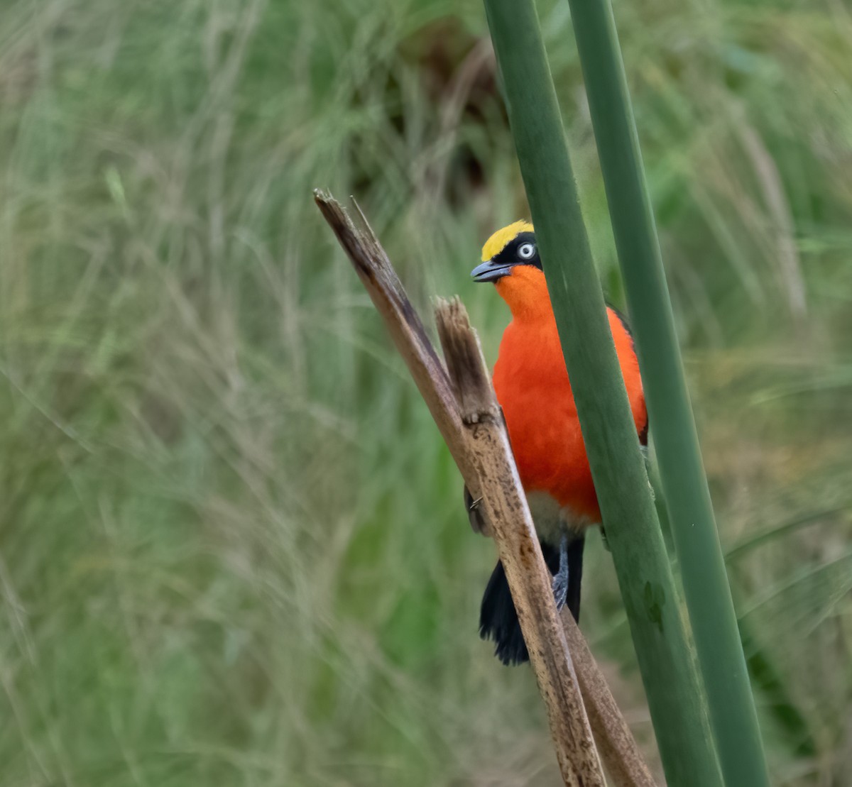 Papyrus Gonolek - ML640823608