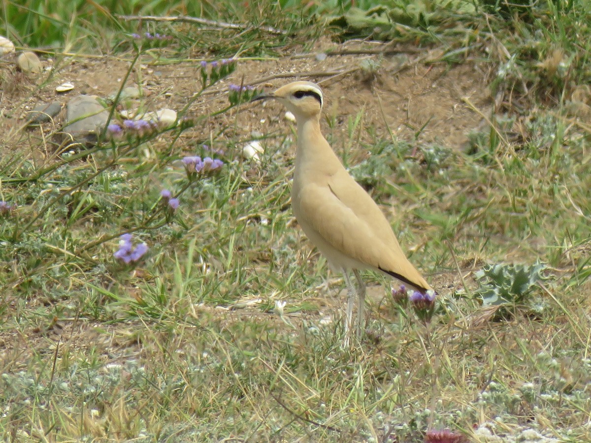 Cream-colored Courser - ML640823609