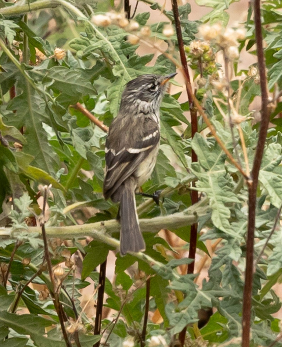 Yellow-billed Tit-Tyrant - ML640823627