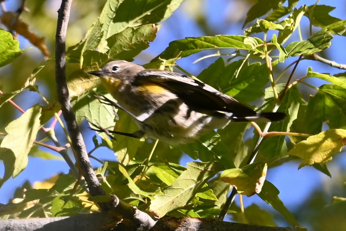 Yellow-rumped Warbler (Audubon's) - ML640823633